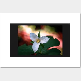 Trillium flower in a forest Posters and Art